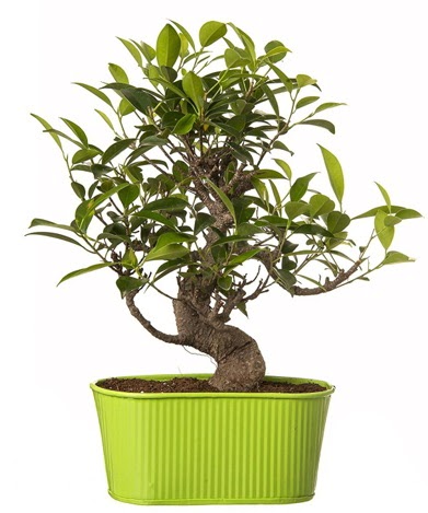 Ficus S gvdeli muhteem bonsai  Ankara Kkesat iek siparii sitesi 