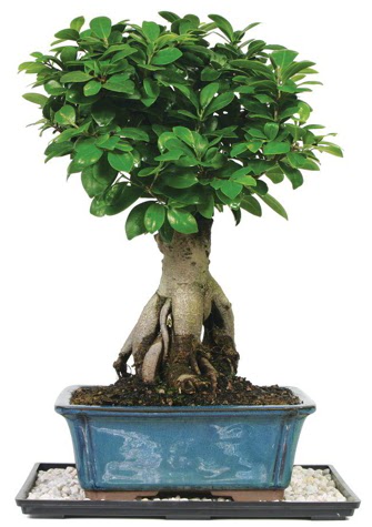 Bonsai Ginsing Grafted Ficus Bonsai  Ankara Kkesat iek yolla 