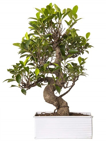 Exotic Green S Gvde 6 Year Ficus Bonsai  Ankara iek gnderme sitemiz gvenlidir 