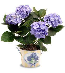  Ankara anneler gn iek yolla  Hydrangea Plant ortanca