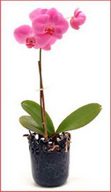  Ankara Kkesat iek maazas , ieki adresleri  Phalaenopsis Orchid Plant