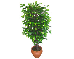 Ficus Benjamin 1,50 cm   Ankara anneler gn iek yolla 