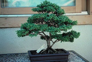 ithal bonsai saksi iegi  Ankara Kkesat 14 ubat sevgililer gn iek 