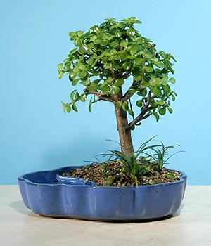 ithal bonsai saksi iegi  Ankara Kkesat iekiler 