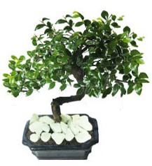 9 yasinda Bonsai agaci  Ankara yurtii ve yurtd iek siparii 