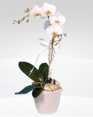 1 dall orkide saks iei  Ankara Kkesat online ieki , iek siparii 