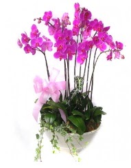 9 dal orkide saks iei  Ankara Kkesat gvenli kaliteli hzl iek 