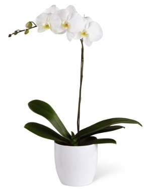 1 dall beyaz orkide  Ankara Kkesat 14 ubat sevgililer gn iek 