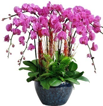 9 dall mor orkide  Ankara Kkesat 14 ubat sevgililer gn iek 