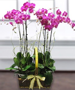 4 dall mor orkide  Ankara Kkesat gvenli kaliteli hzl iek 