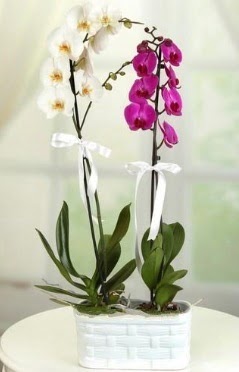 1 mor 1 dal beyaz thal orkide sepet ierisinde  Ankara Kkesat iek maazas , ieki adresleri 