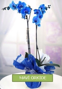 2 dall mavi orkide  Ankara Kkesat iekiler 
