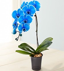 1 dall sper esiz mavi orkide  Ankara Kkesat iek maazas , ieki adresleri 