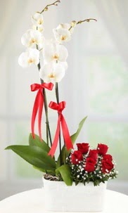 2 dall beyaz orkide ve 7 krmz gl  Ankara Kkesat nternetten iek siparii 