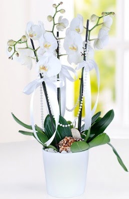 3 dall beyaz orkide  Ankara Kkesat iek yolla  
