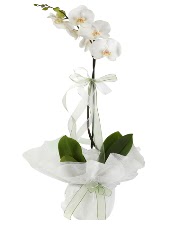 1 dal beyaz orkide iei  Ankara Kkesat iek siparii vermek 