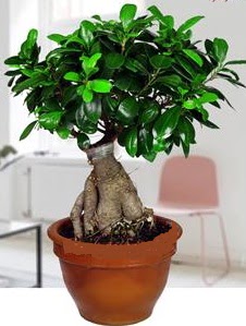 5 yanda japon aac bonsai bitkisi  Ankara Kkesat online iek gnderme sipari 