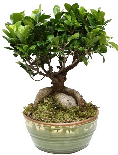 Japon aac bonsai saks bitkisi  Ankara Kkesat hediye iek yolla 