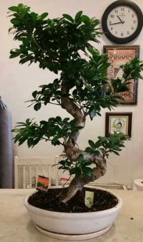 100 cm yksekliinde dev bonsai japon aac  Ankara Kkesat hediye iek yolla 