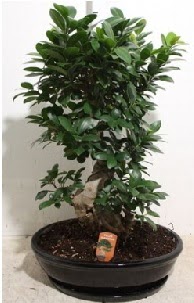 75 CM Ginseng bonsai Japon aac  Ankara Kkesat nternetten iek siparii 