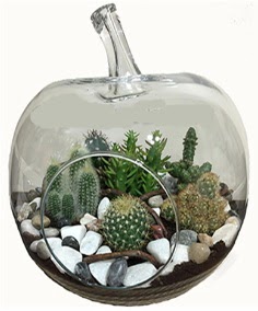 Terrarium tanzim elma camda 5 kakts  Ankara Kkesat iek siparii sitesi 