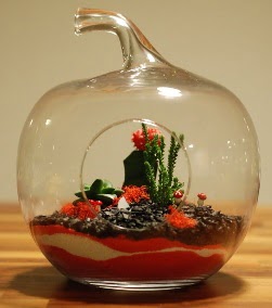 Elma Terrarium 3 kakts orta boy  Ankara Kkesat 14 ubat sevgililer gn iek 