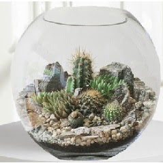 Cam fanus Terrarium 5 kakts  Ankara Kkesat iek maazas , ieki adresleri 