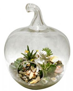 Orta boy elma terrarium 5 kakts  Ankara cicek , cicekci 