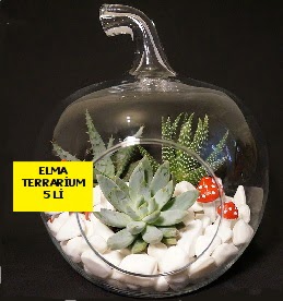 5 kaktsl Elma terrarium orta boy  Ankara Kkesat online iek gnderme sipari 