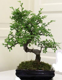 Bonsai saks iei  Ankara Kkesat 14 ubat sevgililer gn iek 