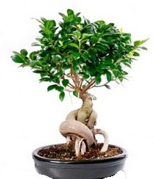 Bonsai japon aac seramik iinde  Ankara Kkesat iekiler 