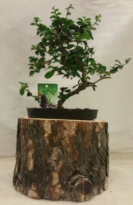 Doal ktk iinde bonsai japon aac  Ankara Kkesat hediye iek yolla 