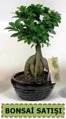 Bonsai japon aac ginseng bonsai  Ankara Kkesat iek maazas , ieki adresleri 