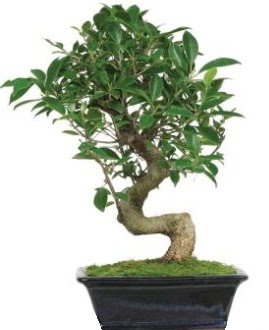 Bonsai saks bitkisi japon aac  Ankara Kkesat iek siparii vermek 