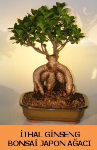 thal japon aac ginseng bonsai sat  Ankara Kkesat hediye iek yolla 