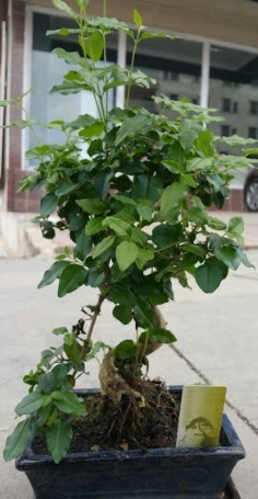 Bonsai japon aac saks bitkisi  Ankara Kkesat iek siparii vermek 