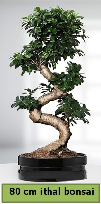 80 cm zel saksda bonsai bitkisi  Ankara Kkesat ieki telefonlar 
