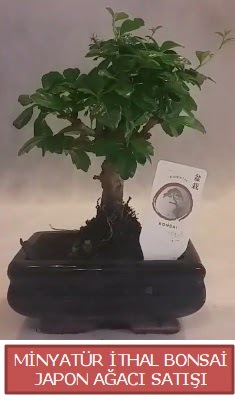 Kk grsel bonsai japon aac bitkisi  Ankara Kkesat iek , ieki , iekilik 