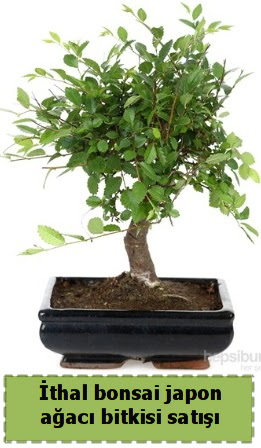 thal bonsai saks iei Japon aac sat  Ankara Kkesat hediye iek yolla 