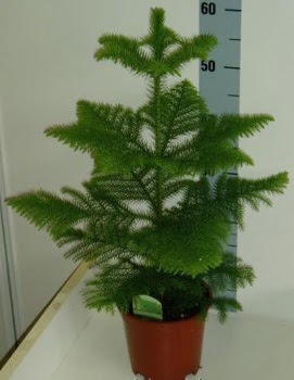 60 cm Salon am araucaria heterophylla  Ankara iek gnderme 