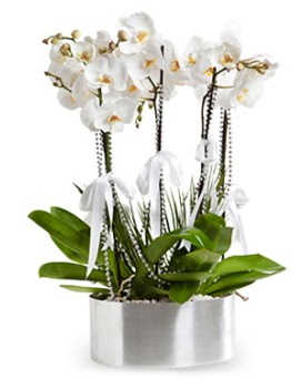 Be dall metal saksda beyaz orkide  Ankara Kkesat iek yolla 