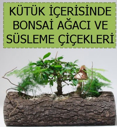 Ktk ierisinde bonsai japon aa bitkisi  Ankara iek sat 