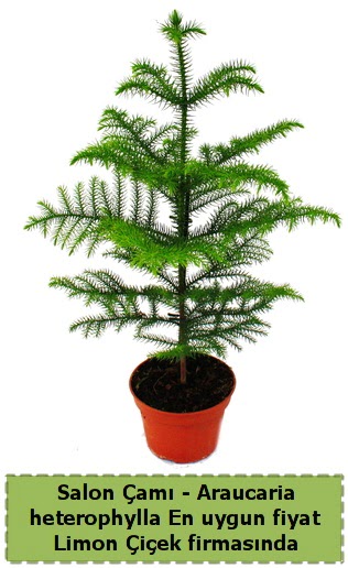 Araucaria heterophylla Salon am tek dall  Ankara iek sat 