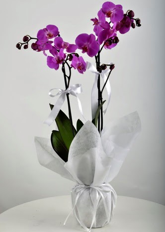 ift dall saksda mor orkide iei  Ankara Kkesat iek siparii vermek 