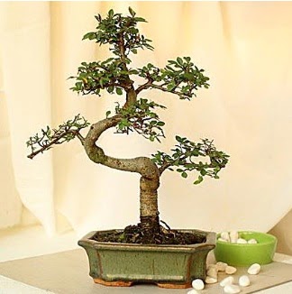 Shape S bonsai  Ankara Kkesat hediye iek yolla 