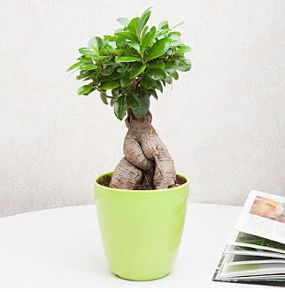 Ficus Ginseng Bonsai  Ankara Kkesat 14 ubat sevgililer gn iek 