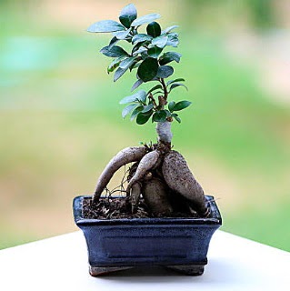 Marvellous Ficus Microcarpa ginseng bonsai  Ankara Kkesat iek siparii vermek 