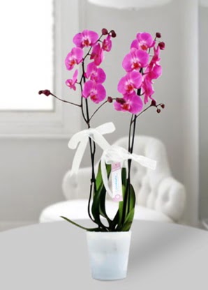 ift dall mor orkide  Ankara Kkesat iekiler 