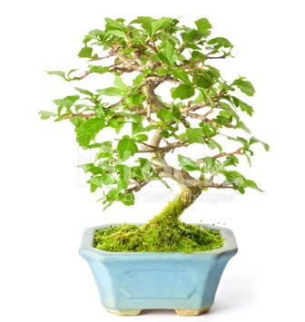 S zerkova bonsai ksa sreliine  Ankara Kkesat hediye iek yolla 