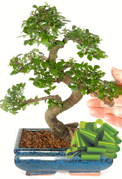 Yaklak 25 cm boyutlarnda S bonsai  Ankara Kkesat iek siparii sitesi 